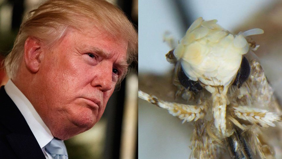 Trump Moth New Species Bigly Genitalia Great Energy Winner