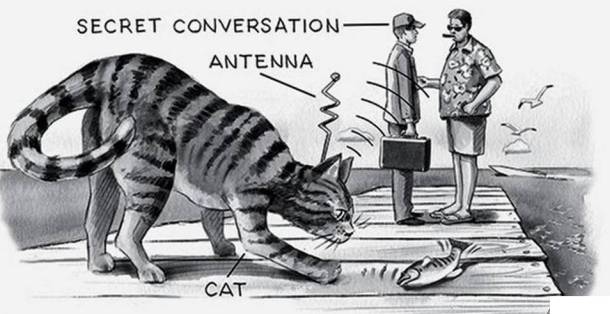 Acoustic Kitty - The CIA had a top-secret spy cat project.